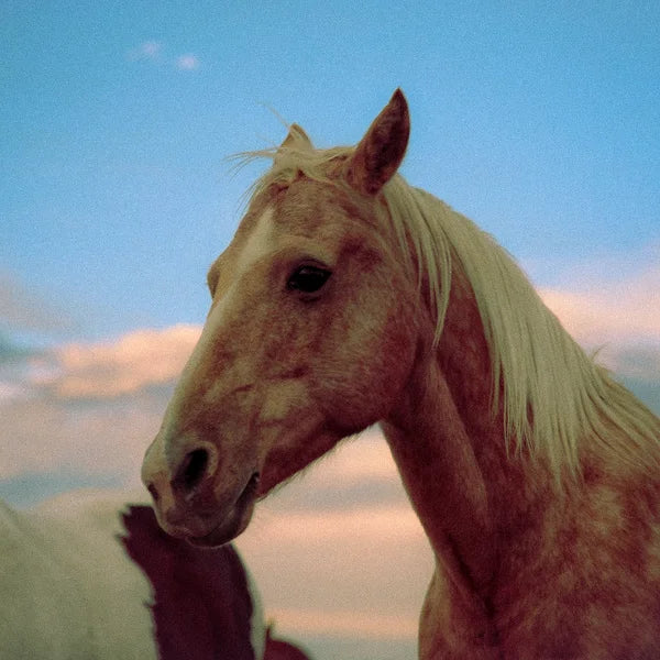 A horse looking into the camera